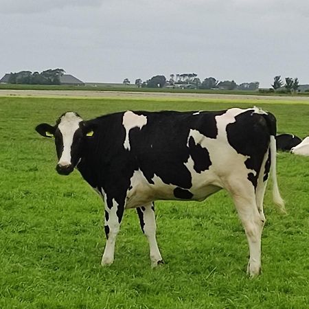 In Het Mooie Friesland Vele Bezienswaardigheden Hantum Екстериор снимка