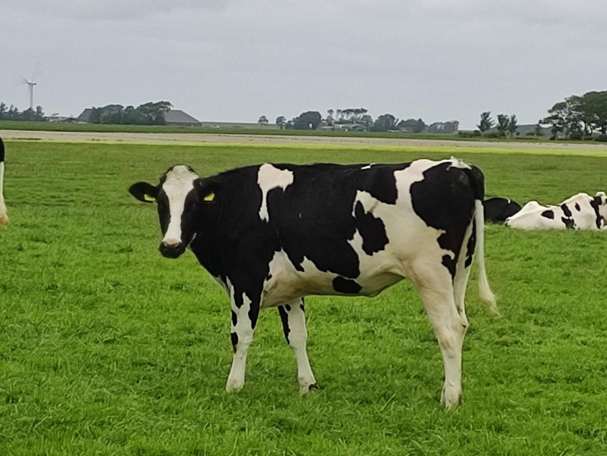 In Het Mooie Friesland Vele Bezienswaardigheden Hantum Екстериор снимка