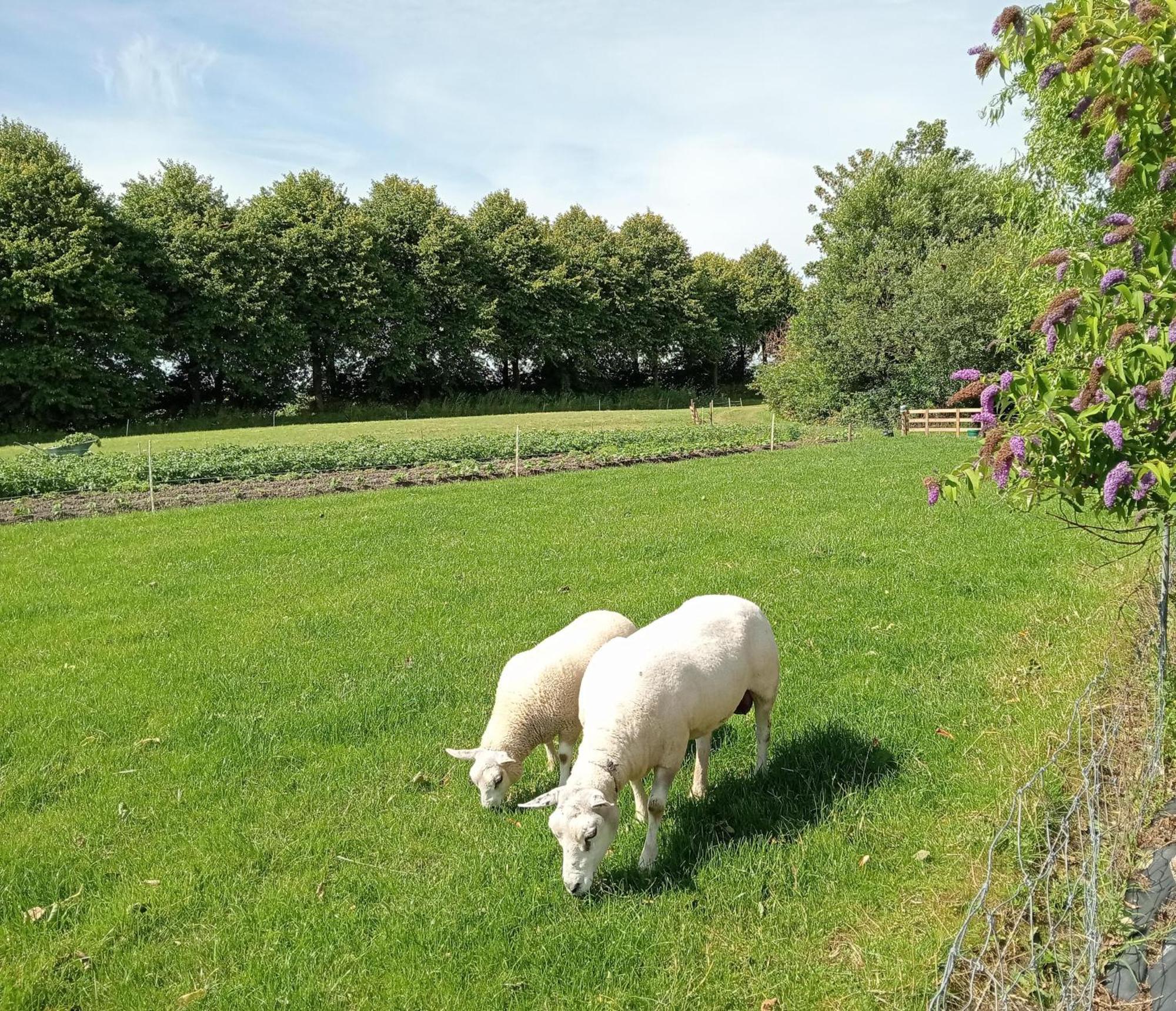 In Het Mooie Friesland Vele Bezienswaardigheden Hantum Екстериор снимка